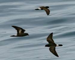 The place is also the biggest colony of storm petrels all over the world.